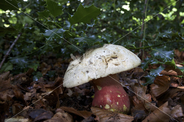 Satansboleet (Boletus satanas)