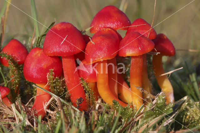 Scarlet Waxcap (Hygrocybe coccinea)