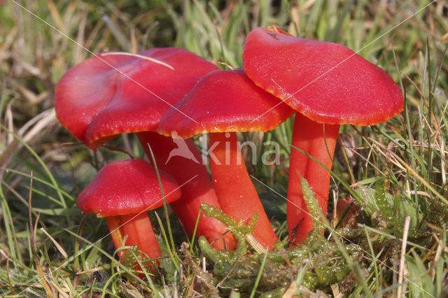 Scarlet Waxcap (Hygrocybe coccinea)