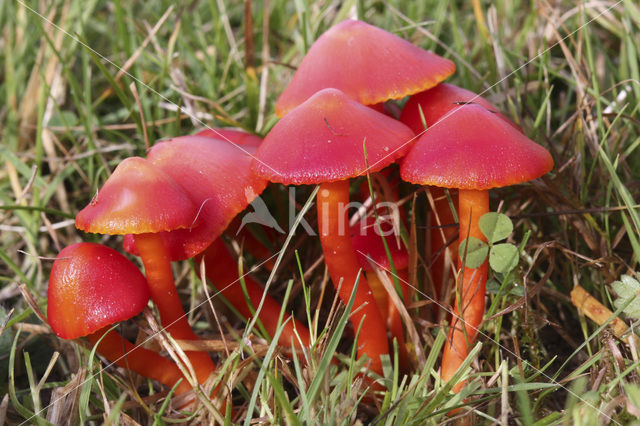 Scarlet Waxcap (Hygrocybe coccinea)