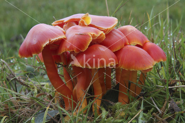 Scarlet Waxcap (Hygrocybe coccinea)