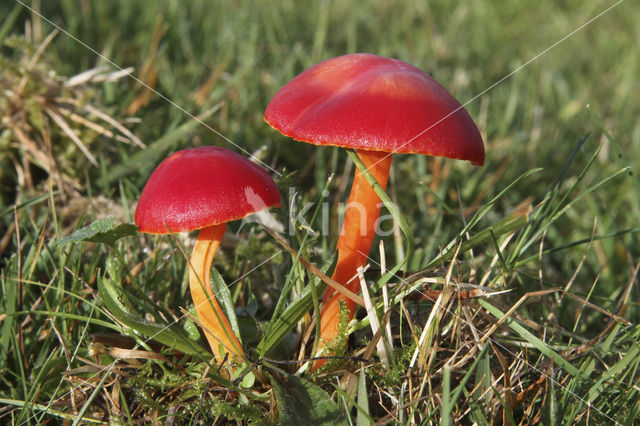 Scarlet Waxcap (Hygrocybe coccinea)