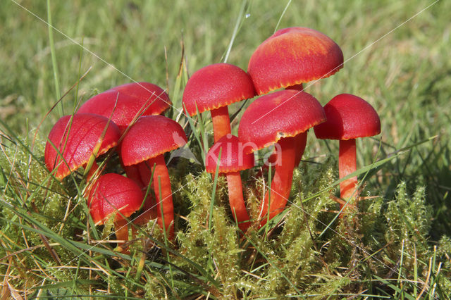 Scharlaken wasplaat (Hygrocybe coccinea)