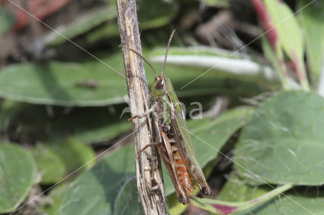 Lesser Mottled Grasshopper (Stenobothrus stigmaticus)