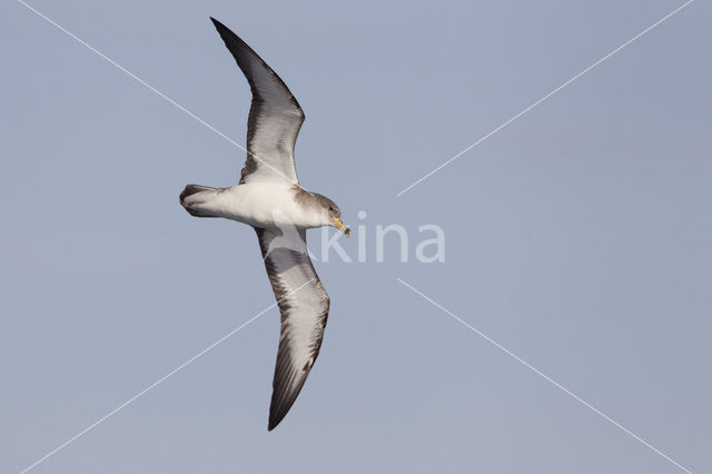 scopoli's shearwater (Calonectris diomedea diomedea)