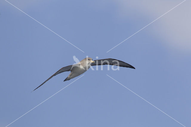 scopoli's shearwater (Calonectris diomedea diomedea)