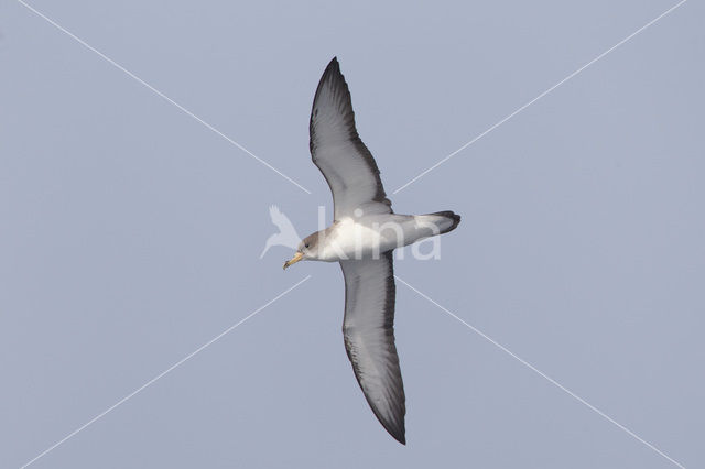Scopoli's pijlstormvogel (Calonectris diomedea diomedea)