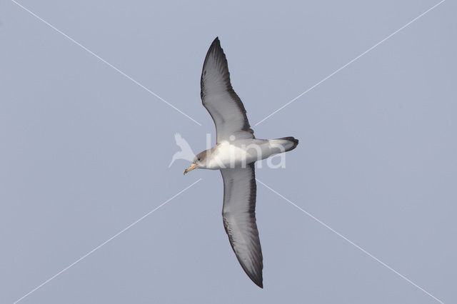 scopoli's shearwater (Calonectris diomedea diomedea)