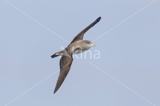 scopoli's shearwater (Calonectris diomedea diomedea)