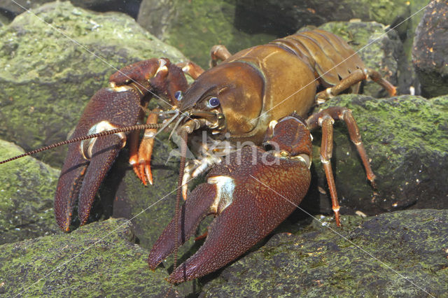 Signal crayfish (Pacifastacus leniusculus)