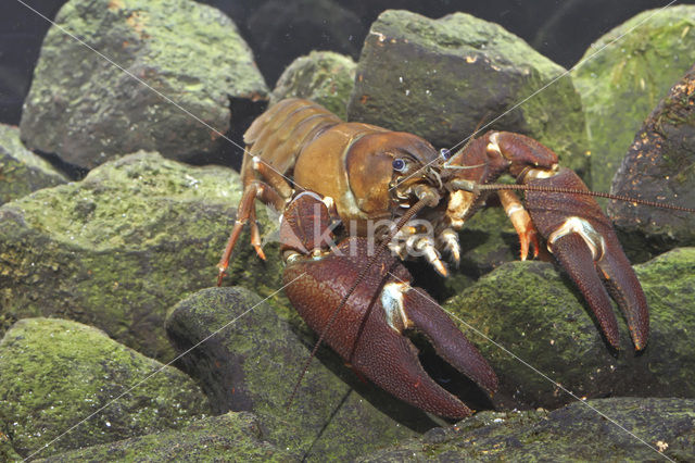Signal crayfish (Pacifastacus leniusculus)