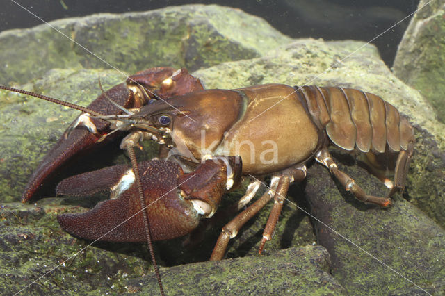 Signal crayfish (Pacifastacus leniusculus)