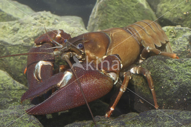 Signal crayfish (Pacifastacus leniusculus)