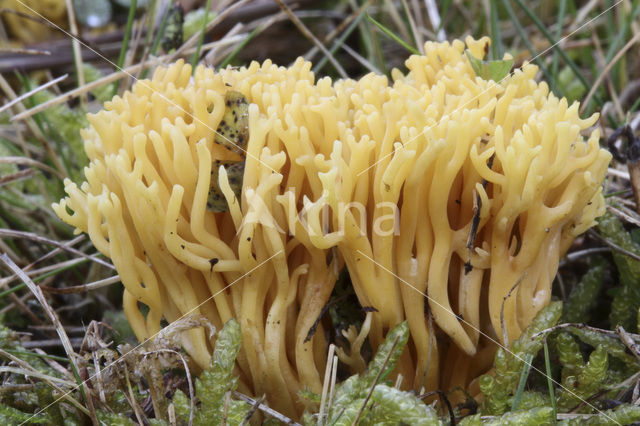Clavulinopsis corniculata