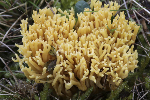 Clavulinopsis corniculata