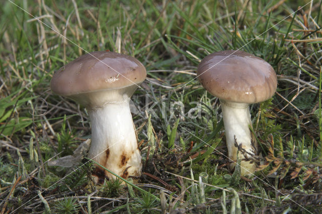 Gomphidius glutinosus