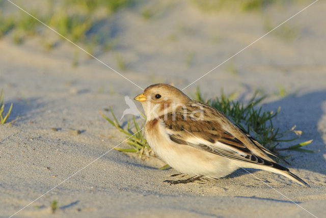 Sneeuwgors (Plectrophenax nivalis)