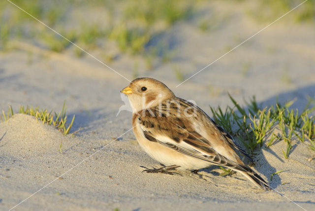 Snow Bunting (Plectrophenax nivalis)