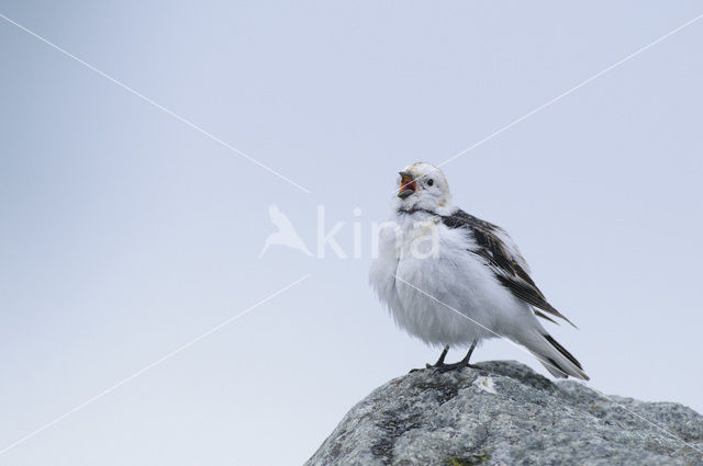 Snow Bunting (Plectrophenax nivalis)