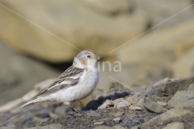 Snow Bunting (Plectrophenax nivalis)