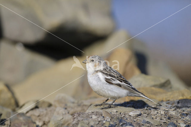 Snow Bunting (Plectrophenax nivalis)