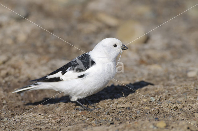 Snow Bunting (Plectrophenax nivalis)