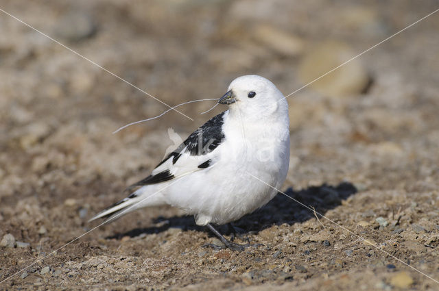 Snow Bunting (Plectrophenax nivalis)