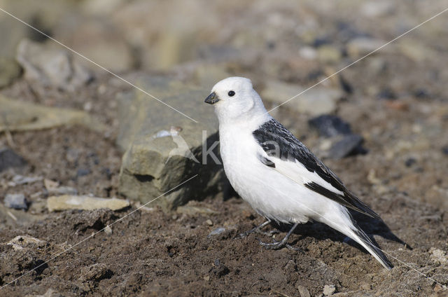 Snow Bunting (Plectrophenax nivalis)