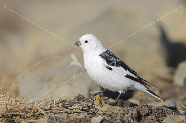 Snow Bunting (Plectrophenax nivalis)