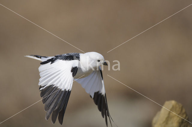 Snow Bunting (Plectrophenax nivalis)