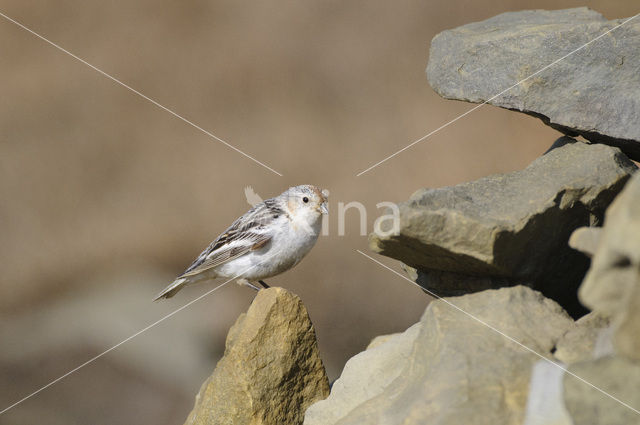 Snow Bunting (Plectrophenax nivalis)