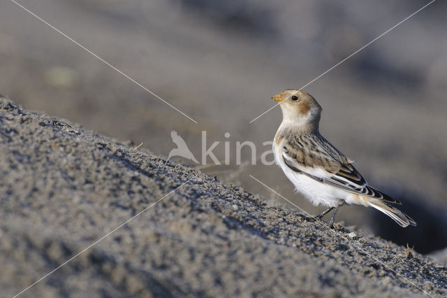 Snow Bunting (Plectrophenax nivalis)