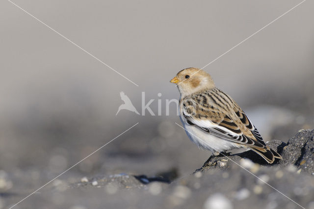 Snow Bunting (Plectrophenax nivalis)