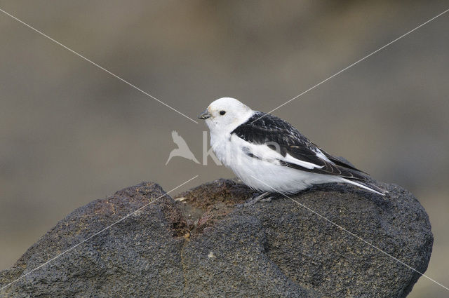 Sneeuwgors (Plectrophenax nivalis)