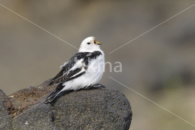 Sneeuwgors (Plectrophenax nivalis)