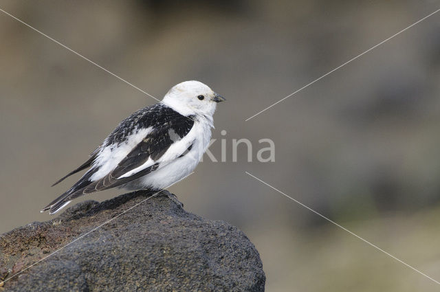 Sneeuwgors (Plectrophenax nivalis)