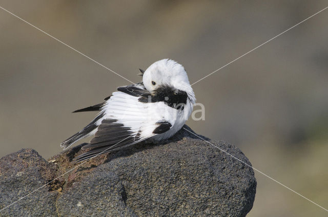 Snow Bunting (Plectrophenax nivalis)