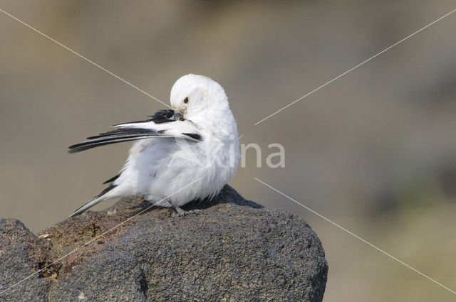 Sneeuwgors (Plectrophenax nivalis)