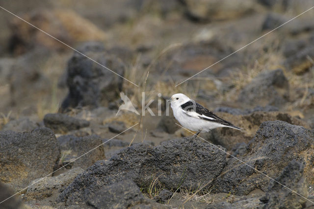 Sneeuwgors (Plectrophenax nivalis)