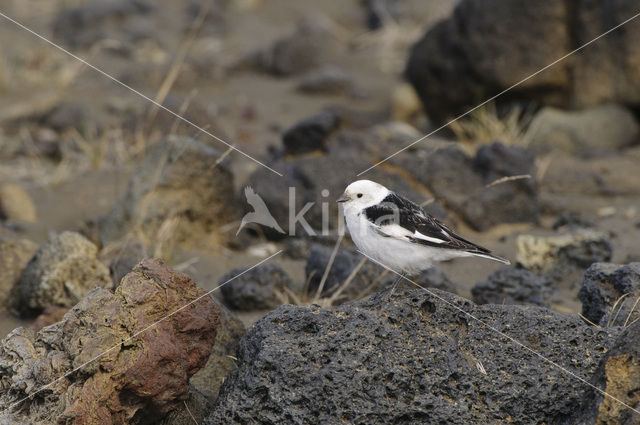 Sneeuwgors (Plectrophenax nivalis)