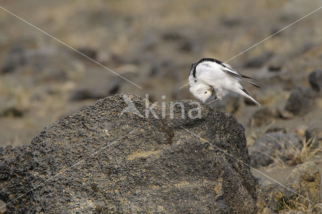 Sneeuwgors (Plectrophenax nivalis)