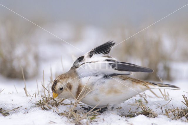 Sneeuwgors (Plectrophenax nivalis)