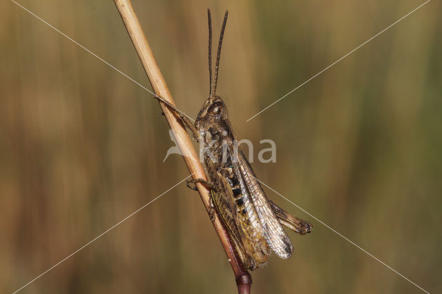 Lesser Field Grasshopper (Chorthippus mollis)