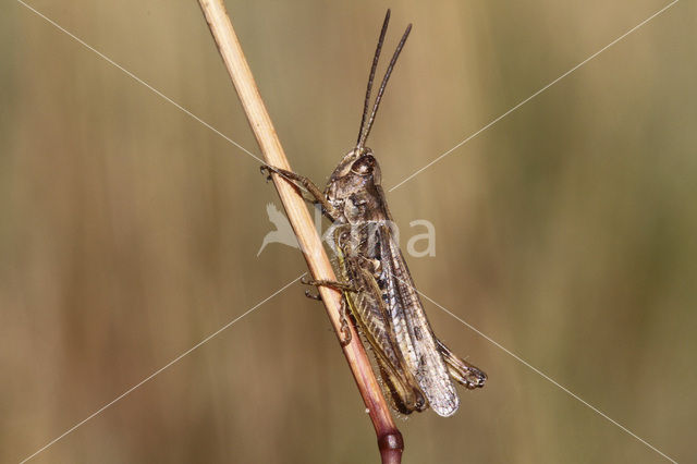 Lesser Field Grasshopper (Chorthippus mollis)