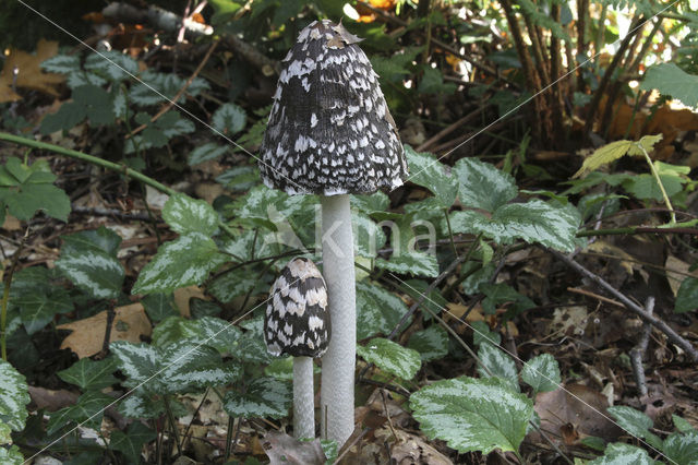 Pleated Inkcap (Coprinus picaceus)