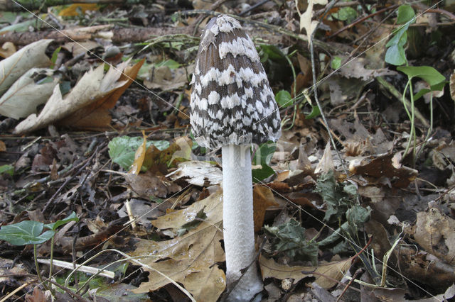 Pleated Inkcap (Coprinus picaceus)