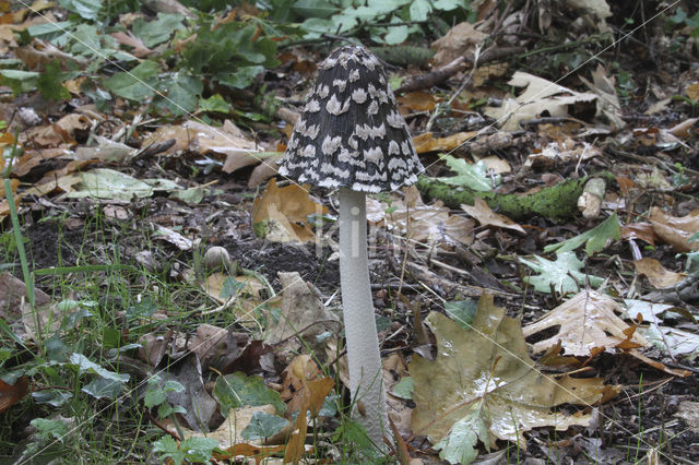 Pleated Inkcap (Coprinus picaceus)