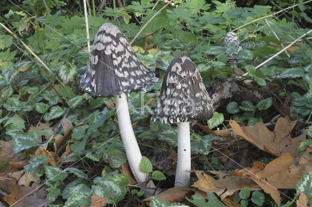 Pleated Inkcap (Coprinus picaceus)