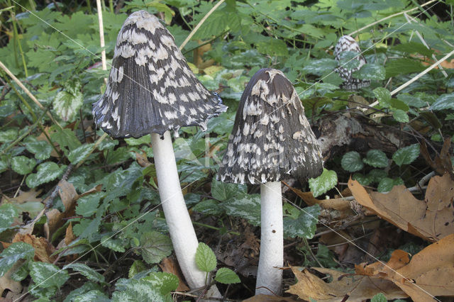 Pleated Inkcap (Coprinus picaceus)