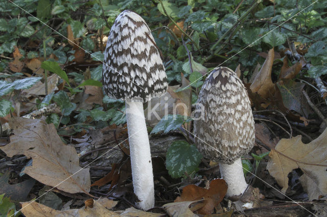 Spechtinktzwam (Coprinus picaceus)